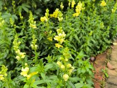 -广西壮族自治区药用植物园