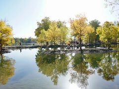 -金塔沙漠胡杨林景区