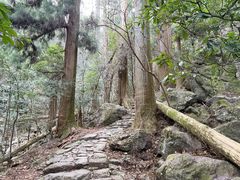 -天目山大树王景区