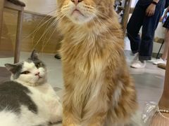 -Heymao猫咖.咖啡厅(东门店)