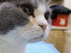 -纳吉亚猫专科动物医院·北北分院