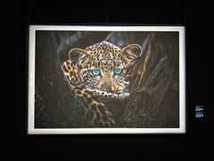 -罗红摄影艺术馆