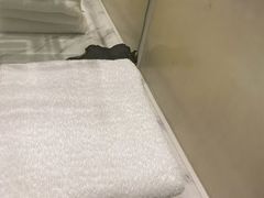 -上海滴水湖皇冠假日酒店