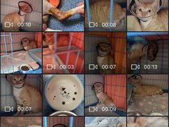 -创凡宠物医院·骨专科  猫科中心(西乡分院)