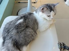 -怪兽屋·羊驼·猫咖·狗咖(俊华广场店)