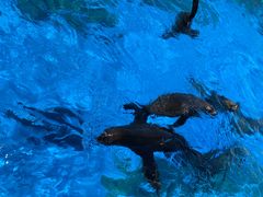 -上海海昌海洋公园