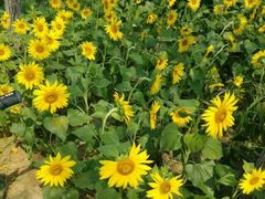 -艾溪湖湿地公园