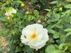 -人民公园(罗湖区)