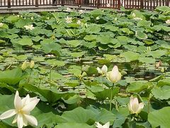 -莲花池公园