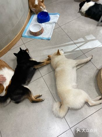 没有这个狗子是不会理你的！狗子们也很辛苦