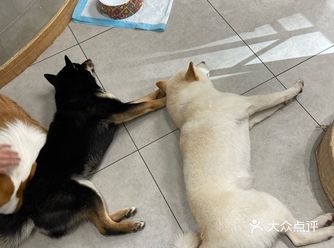 没有这个狗子是不会理你的！狗子们也很辛苦