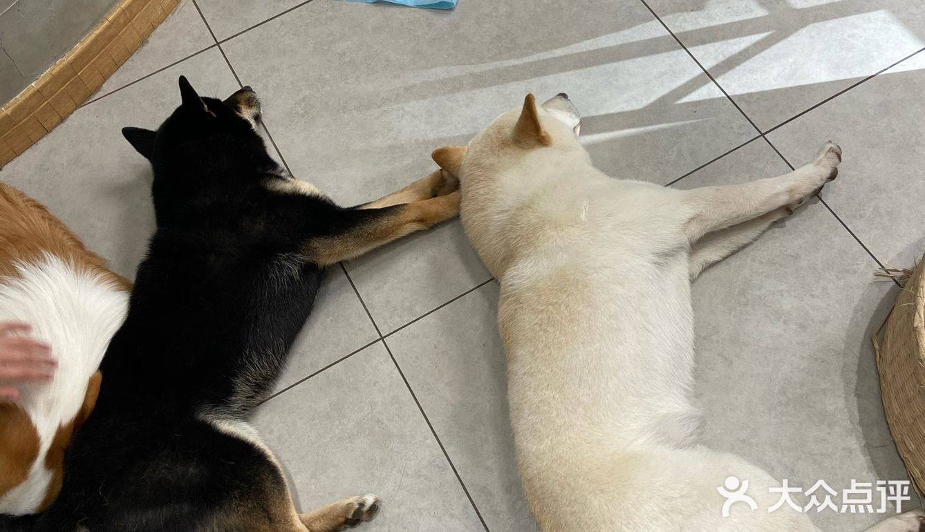 没有这个狗子是不会理你的!狗子们也很辛苦