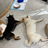 没有这个狗子是不会理你的!狗子们也很辛苦