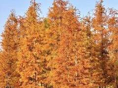 -白鹭湾湿地公园