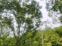 -汤山公园