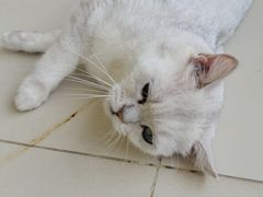 -怪兽屋·羊驼·猫咖·狗咖(俊华广场店)