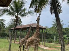 -海南热带野生动植物园