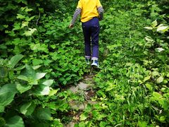 -素山寺森林公园