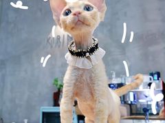 -十年猫舍·猫咪专门店(普陀店)