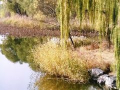 -大兴滨河森林公园