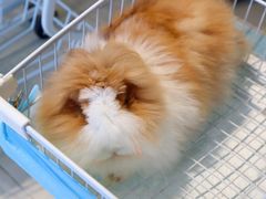 -怪兽屋·羊驼·猫咖·狗咖(俊华广场店)
