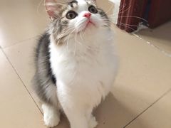 -瑞派动物医院·猫专科·至诚(江南中分院)