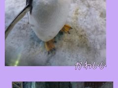 -芜湖新华联大白鲸海洋公园