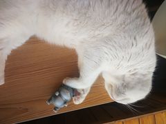 -猫的茶·猫咖