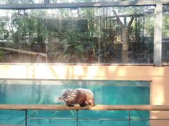 -清迈夜间动物园