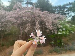 -北京西山国家森林公园