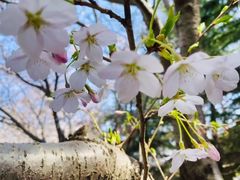 -桃花堤公园