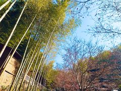 -宁波浙东大竹海景区