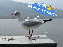 -海埂大坝