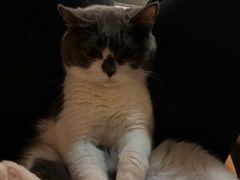 -博特宠物医院24h犬猫全科.骨科·异宠
