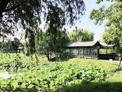 -泗洪洪泽湖湿地景区