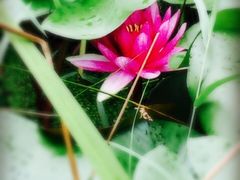 iphone_upload_pic-活水公园