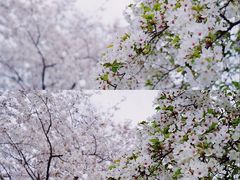 -莫愁湖公园