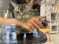 -钦宠·猫咪售卖·洗护·寄养(东圃旗舰店)
