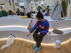 -COLOR PETS 撸猫馆·购猫·猫咖(长风大悦城店)