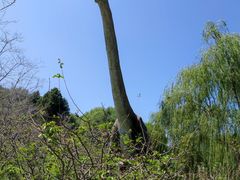 -自然谷恐龙园
