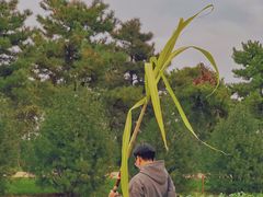 -汉长安城未央宫国家考古遗址公园