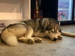 -more than meow吴止猫主题餐厅(承德 中船汇店)