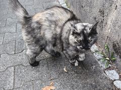 -瓦格纳苹果酒德国风味餐馆