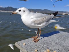 -海埂大坝