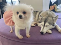 -怪兽屋·羊驼·猫咖·狗咖(俊华广场店)