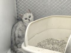-喵的天空名猫咖啡馆·撸猫·猫舍·用品