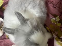 -猫猫幼稚园·撸猫·桌游·电玩