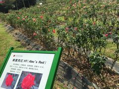 -亚龙湾国际玫瑰谷