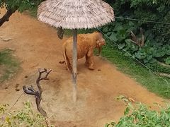 -广州长隆野生动物世界