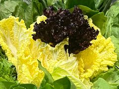 -牛街·马辈儿涮肉(牛街总店)